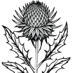 logo zonder achtergrond le chardon