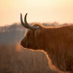 Highland cow silhouetted against sunset sky in Hijken, Drenthe.