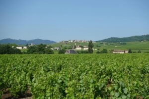 Lush vineyard in France with a picturesque village in the background under clear sky.